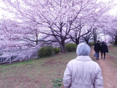 本当に満開の桜に、感動・・・。