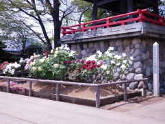 愛染院のぼたんの花