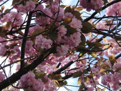 満開の八重桜