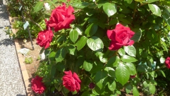 ローズガーデンの薔薇の香りが華やいでいます！