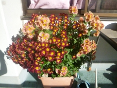 ベランダの菊の花が満開になりました!