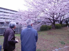 男のお花見。