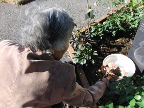 これもバラの花？