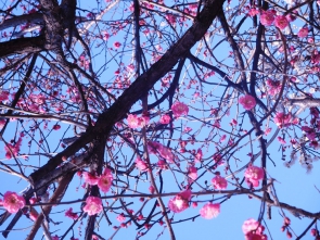 もうすでに、梅の花が・・・