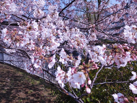 今年もキレイですね。