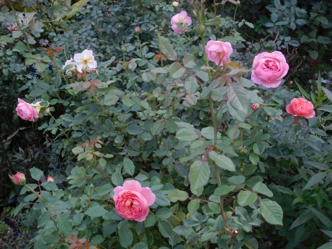 秋にも咲くバラの花