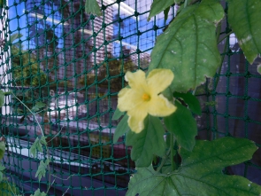 お花はたくさん、咲くのです・・・。