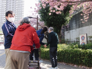 桜を見上げます