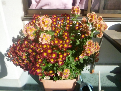 ベランダの菊の花が満開になりました!