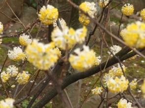 どなたかこの花の名前を教えてください・・・。