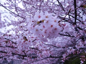 桜の花に手が届きます！