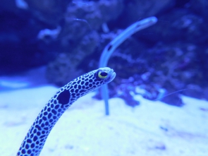 水族館人気者　②チンアナゴ