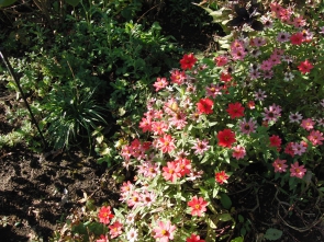 秋の花もステキ❤