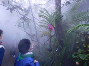 霧の中に咲く　１輪の花