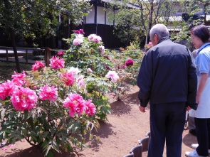 大きなぼたんだね～。