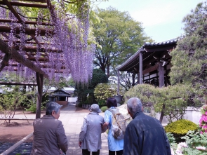 藤がこぼれ落ちそうです。