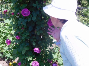 「あら、色の濃い花は香りも濃いわ。」