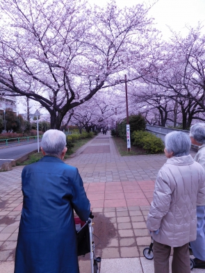 桜のトンネルね～。