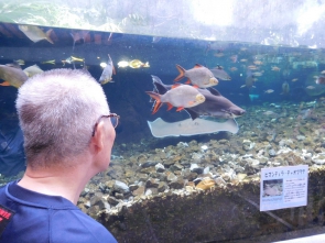 水族館人気者　③エイ