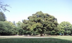 夏の雲公園♪