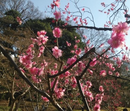 　　　梅の花がきれいな季節ですね