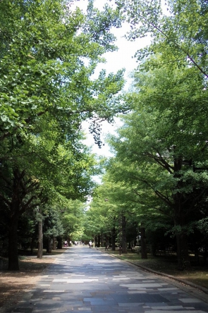          　　　　　  7月の銀杏並木。日差しが眩しいです。