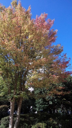 　　　　　光が丘公園の紅葉