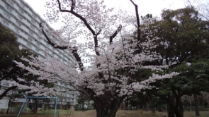 夏の雲公園の桜です！