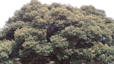 夏の雲公園