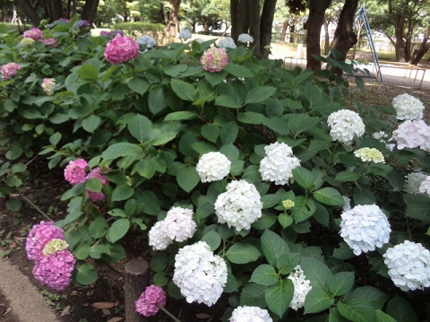 光が丘公園のアジサイが綺麗に咲いていました。