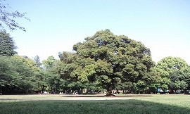 夏の雲公園♪