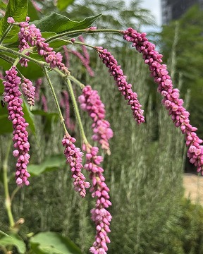 大毛蓼(オオケダケ)