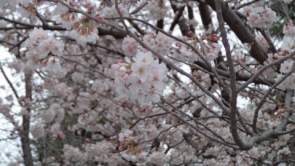 花びらが可愛いですね（＾＾）