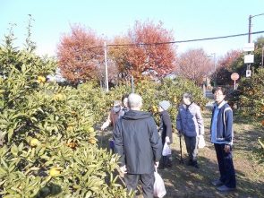 ケヤキも紅葉