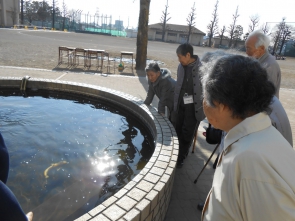 池の鯉