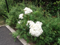 ご入居者のご家族が植えたアジサイです。