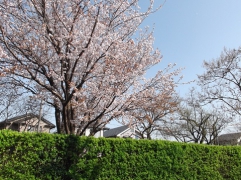 きりの木まちかどの森に咲く山桜です