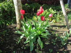 施設の花壇に事業団のシンボルマーク「ちゅーりっぷ」が今年も色鮮やかに咲いています