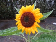 大輪の花!