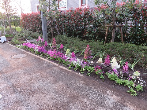 今は葉牡丹や桜草が見頃です。今年度も園芸盛りだくさんです。