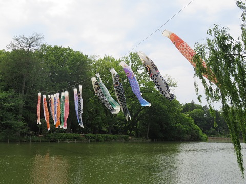 皆さんとご一緒に善福寺公園のこいのぼりを見に行きました。