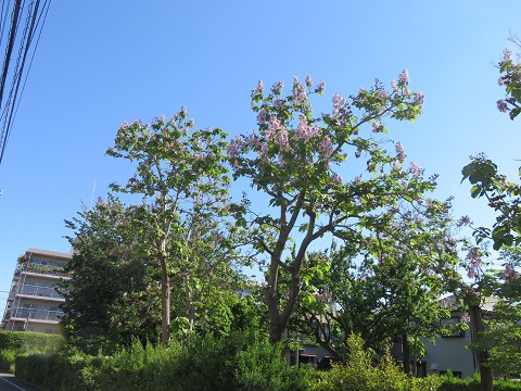 施設の向かいにある桐の花が見ごろを迎えています