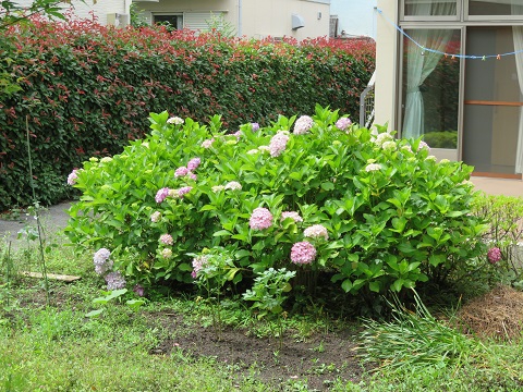 施設西側の紫陽花が今年も色鮮やかに咲いています。