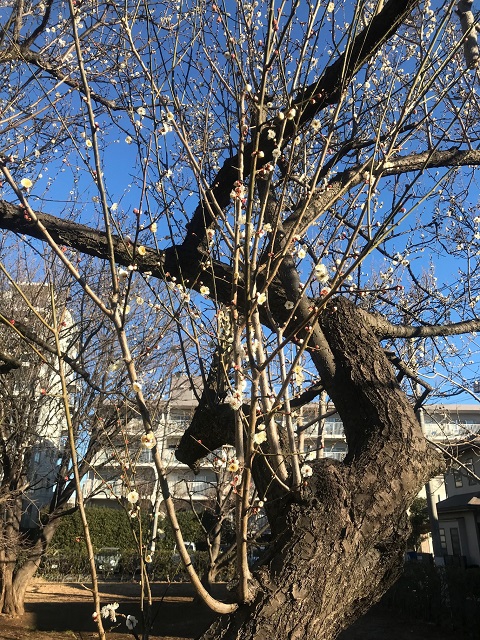 施設向かいの緑地の白梅が芽吹き始めました。春の訪れを感じます。