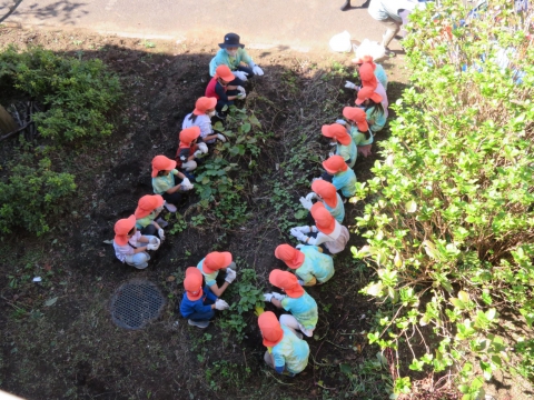 楽しく芋堀り中