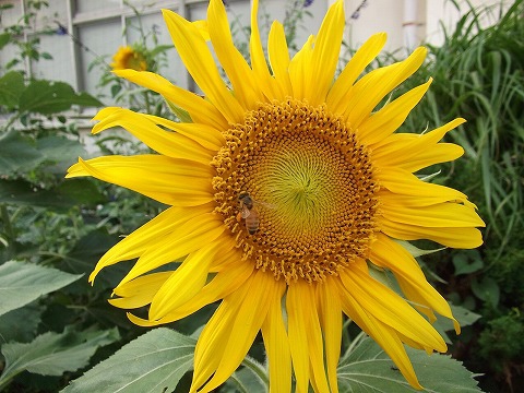 「花咲かせ隊」の皆様が植えて下さったひまわりの花が咲きました