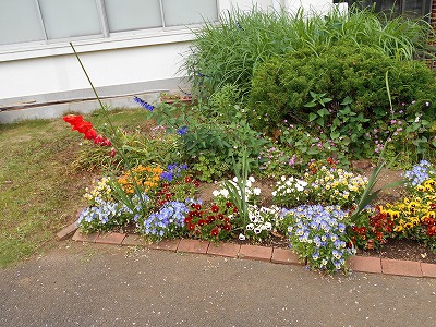 ６月の花壇