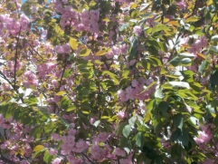 北町地区区民館の八重桜が今年も綺麗に咲いています。