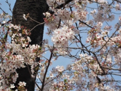 田柄緑道の桜が今年もきれいに咲きました。