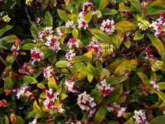 沈丁花も咲き誇り、良い香りが春の訪れを教えてくれています